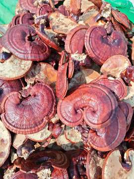 灵芝 赤灵芝 红灵芝-阿里巴巴