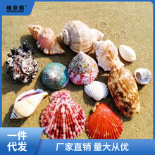 鱼缸摆件批发贝壳海螺海星珊瑚螺贝造景卷贝鱼寄居蟹替换壳组合