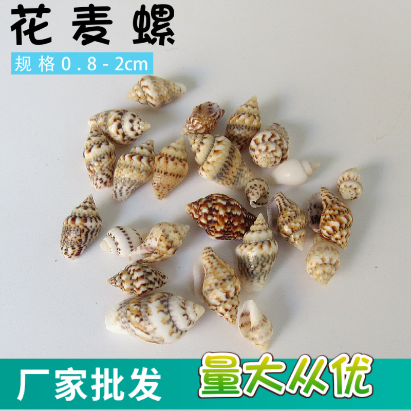 花麦螺天然海螺贝壳 迷你小海螺贝壳 水族箱装饰摆件花麦螺批发