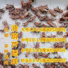 包邮蛐蛐蟋蟀油葫芦活物蟋蟀活体饲料针头蟋蟀杜比亚活虫