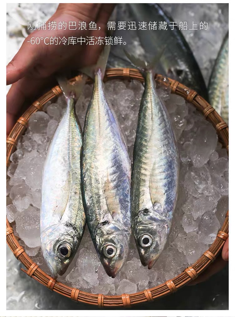 福建东山岛当天捕捞巴浪鱼新鲜鲜活冷冻海产品特产巴郎鱼