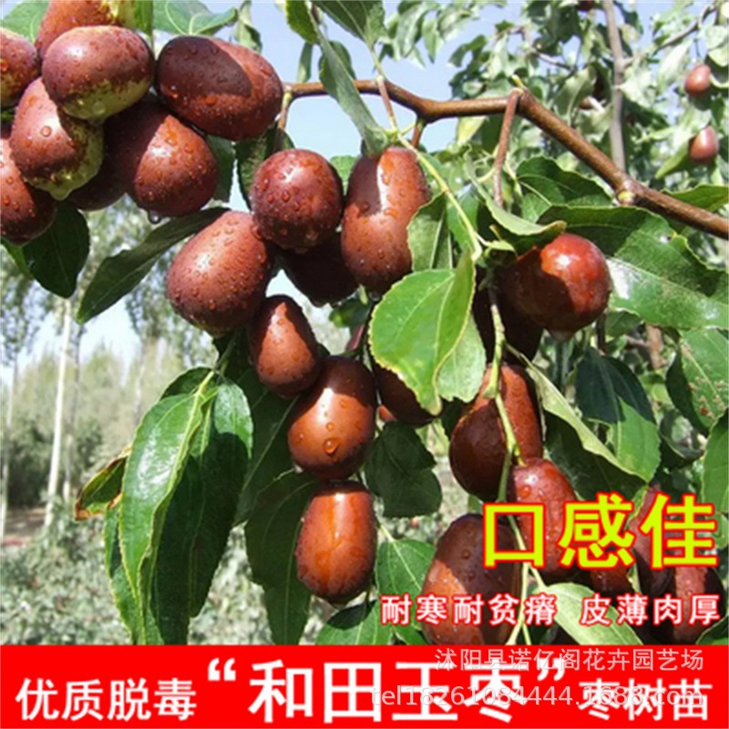 嫁接骏枣树苗大红枣特大新疆和田玉枣苗南方北方庭院盆栽地栽活苗