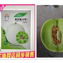 鼎农蜜10号白皮绿肉甜瓜种子 玉姑类型 糖度15-18度 肉质细软香甜