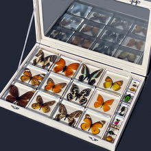 蝴蝶标本真蝴蝶树脂标本动物标本礼盒装收藏生日礼物琥珀摆件