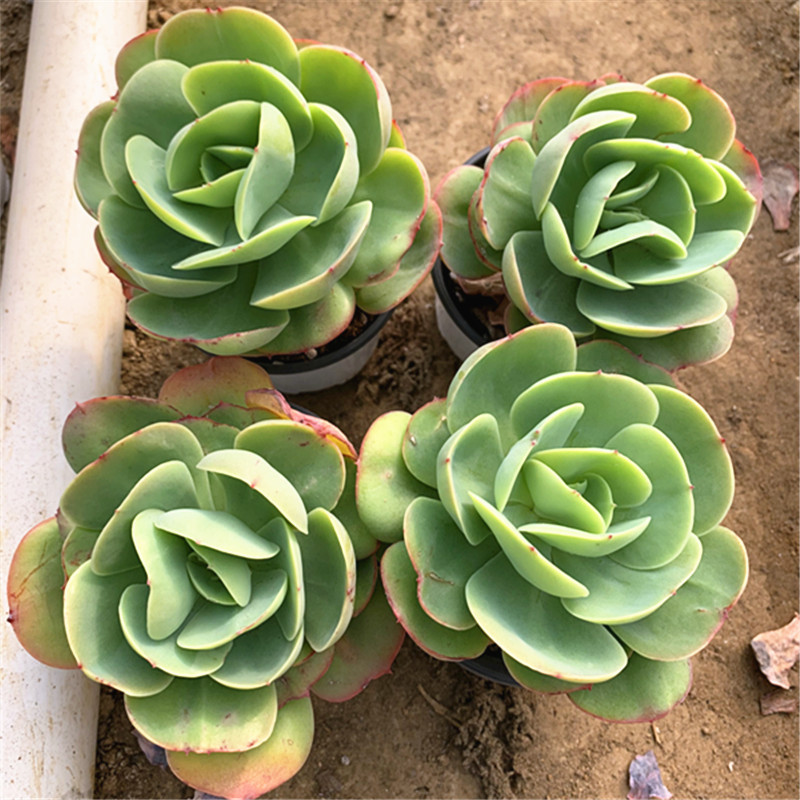 批发鸡蛋碧桃桩奶油碧桃大单头10cm盆装花店摆摊多肉植物