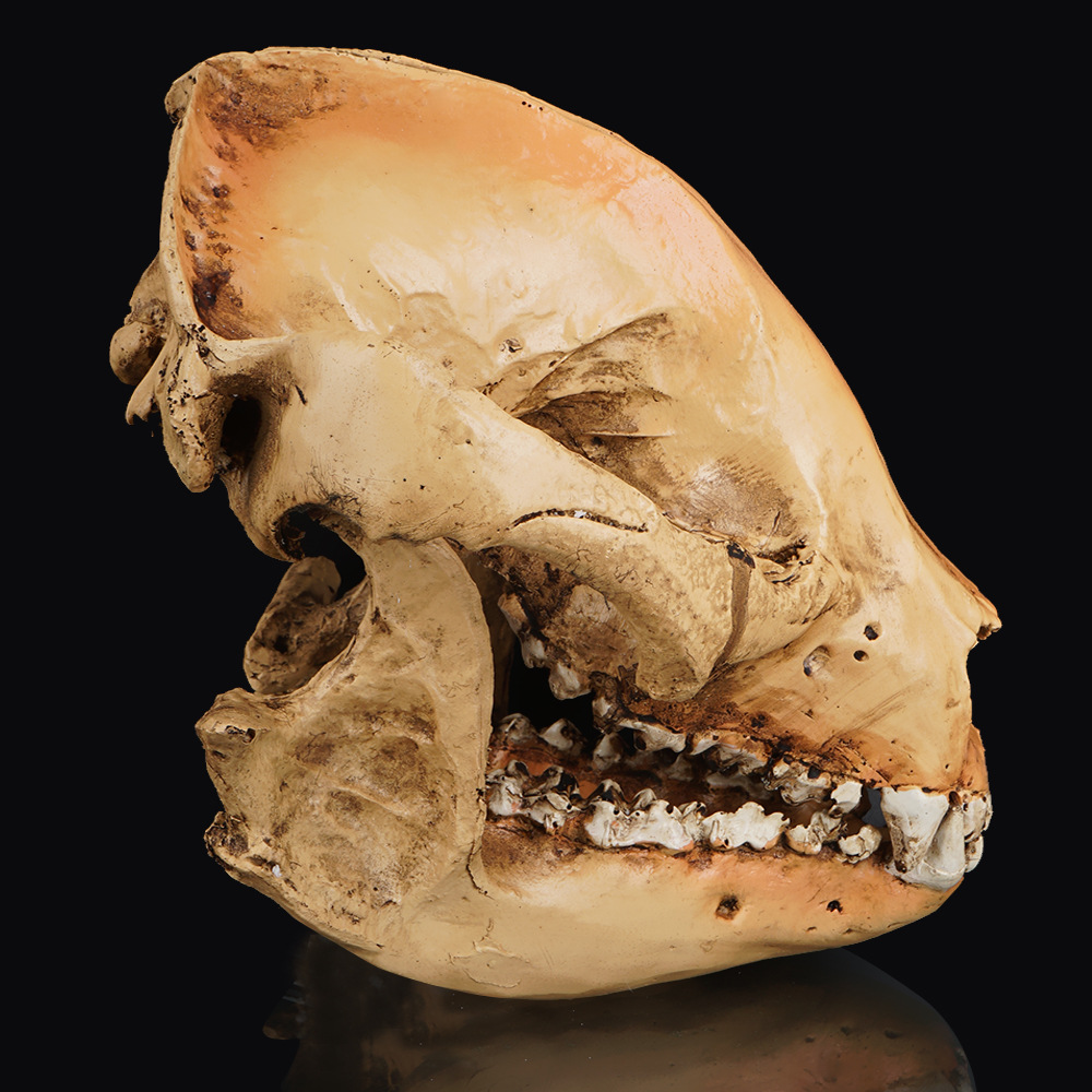 动物骷髅头小熊猫骷颅头动物园头骨模型展示树脂工艺品万圣节道具