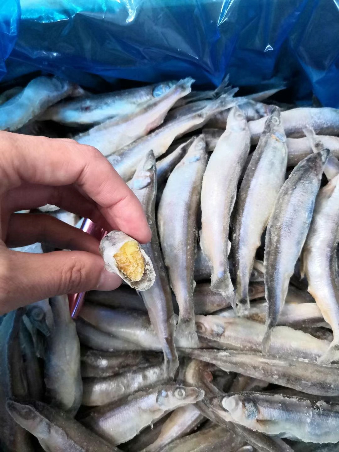 冷冻[母体带籽多春鱼]5公斤每件自助餐食材海洋馆宠物食材供应