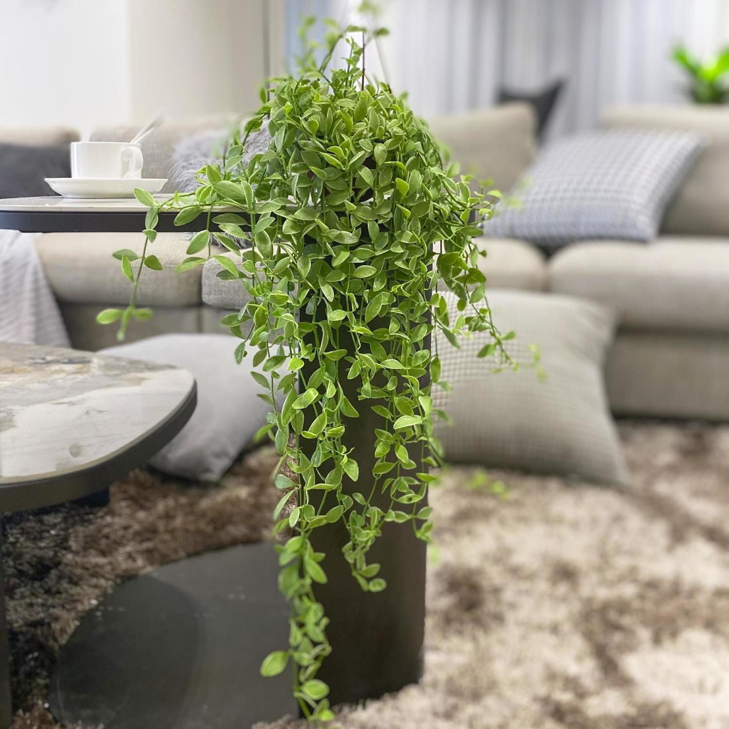 吊兰植物花叶金边翡翠小长藤垂吊花卉多肉绿植适种阳台室内易养活