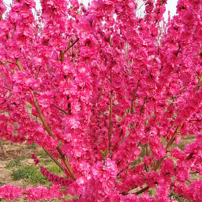 露地园林碧桃树 厂家批发满天红碧桃树苗 花色鲜艳花期长庭院花木