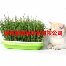 猫草高产大麦小麦种子燕麦种子荞麦种籽抗旱耐寒小动物爱吃草