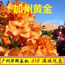 勤花加州黄金三角梅爬藤植物盆栽带花盆客厅庭院四季开花新款包邮