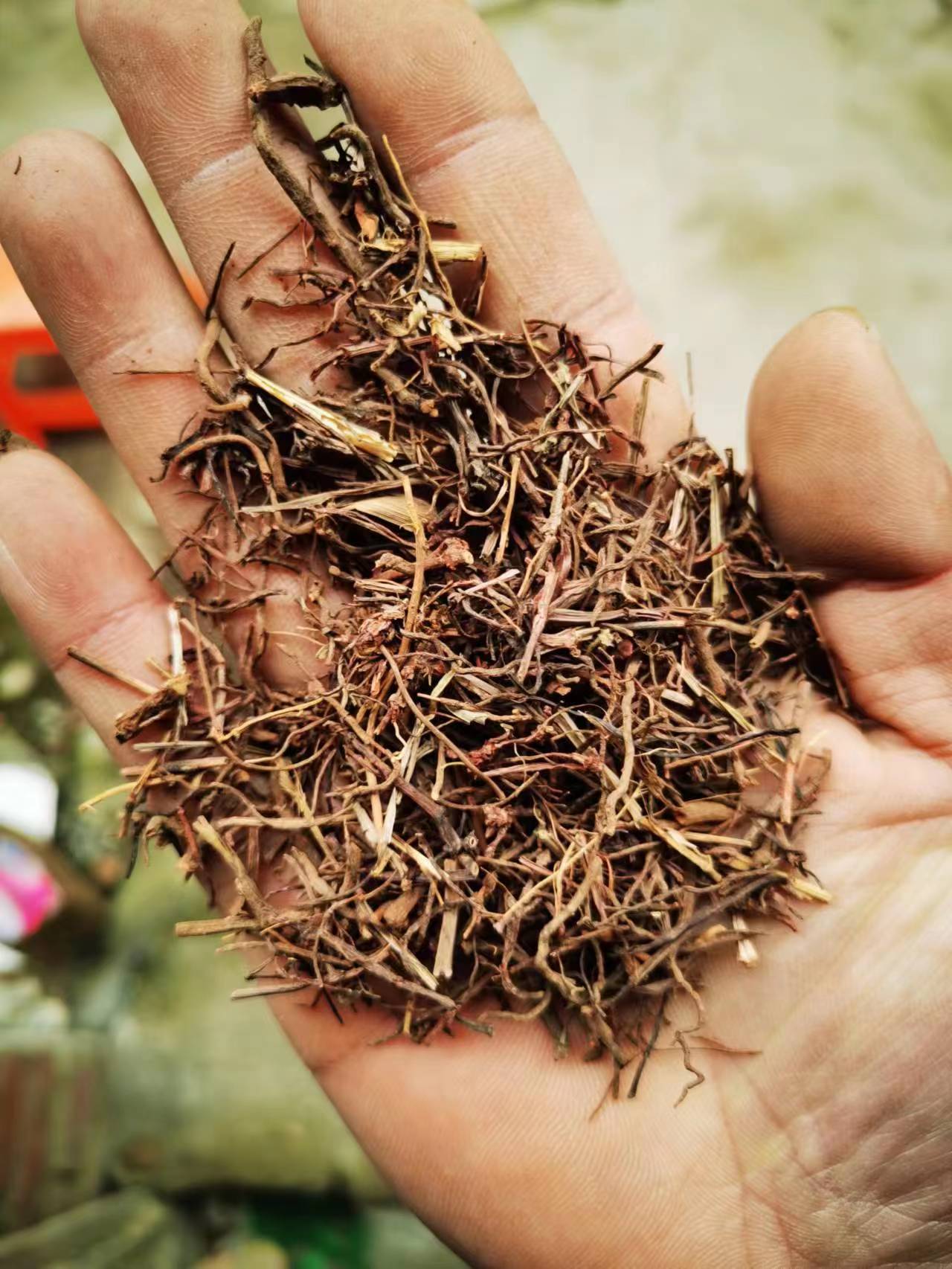 茜草 中药材茜草 血见愁茜草红血茜草一公斤包邮-阿里巴巴