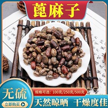 四季蓖麻种子蓖麻子秋季中药材正品饱满大粒新货野生篦麻籽仁