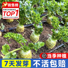 根芹种子芹菜种籽四季小香芹种孑庭院阳台盆栽老品种蔬菜种植苗秧