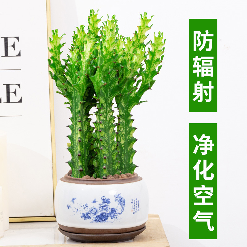 麒麟玉柱仙人柱盆栽室内办公室多肉植物仙人球绿植龙骨锦仙人掌