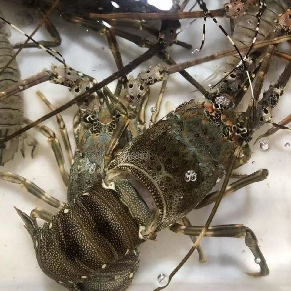 青龙鲜活急冻大龙虾野生小青龙虾速冻澳洲龙虾