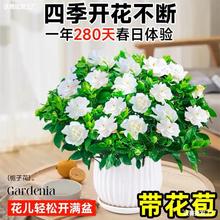 栀子花盆栽花卉植物室内绿萝箩阳台水培绿植茉莉花四季好养九里香