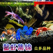 观赏虾水族宠物虾天空侏儒橘白蓝鳌虾淡水1虾类水产海鲜餐饮