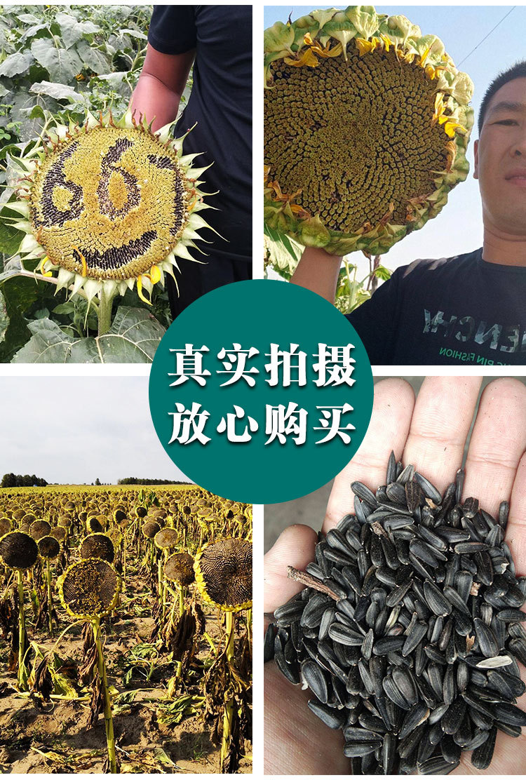 矮大头油葵种子向日葵种子油太祖向日葵矮杆大盘葵花籽榨油葵花籽
