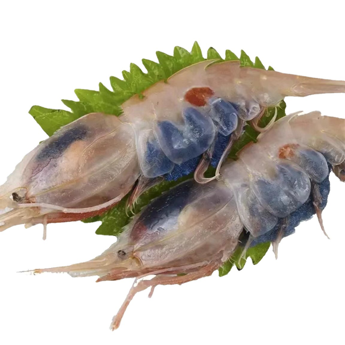 Ⅰ【严选食材供应】蝴蝶虾刺身虾牡丹虾北极甜虾日料自助餐鲜批发