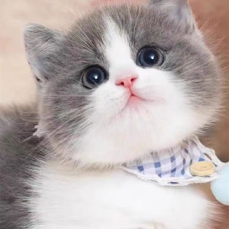 英短蓝白幼猫活体家养纯种蓝白猫活物蓝白猫矮脚蓝白猫长毛英短猫