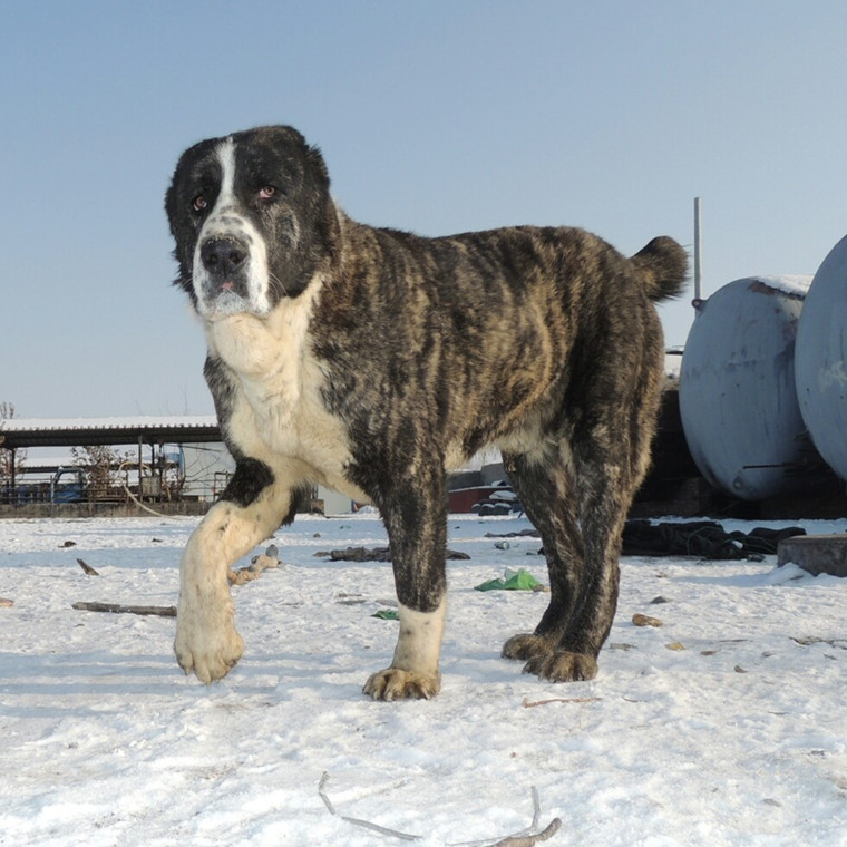 中亚牧羊犬幼犬俄罗斯巨型犬大体活狗崽猛犬看家护卫犬纯种牧羊犬