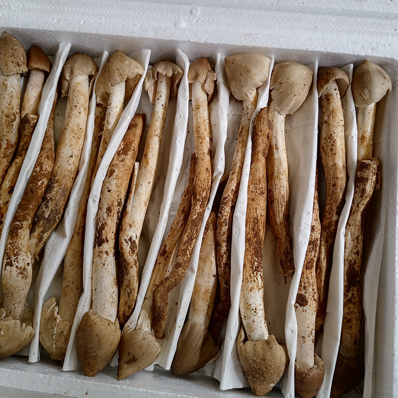 2021年云南特产火把新鲜鸡枞菌大白鸡枞鸡肉丝菇荔枝菌一件代发
