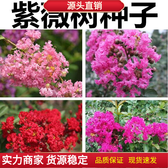 速生火球红 美国红火箭紫薇种子 国旗红大叶黑钻粉花