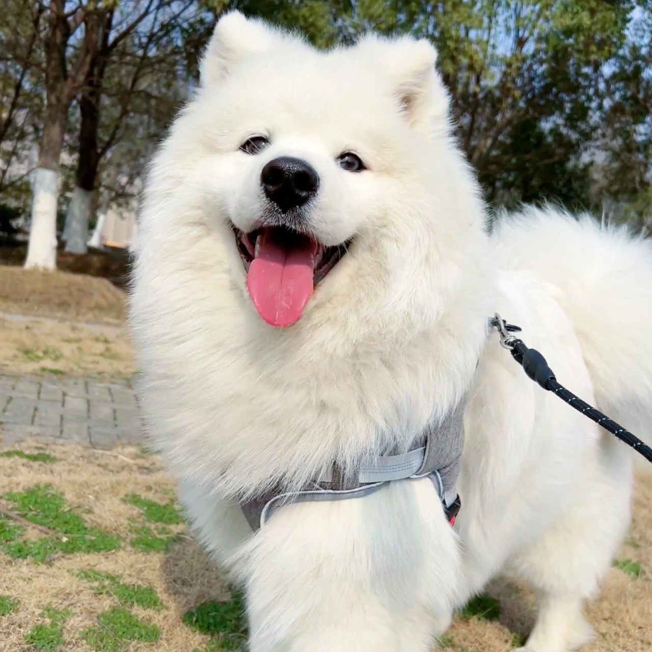 出售精品萨摩耶大型犬 家养宠物狗萨摩耶活物幼崽 萨摩耶疫苗已做