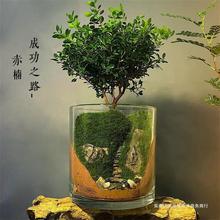 生命之树创意微景观盆栽绿植盆景苔藓植物室内生态瓶桌面办公室