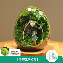 苔藓蛋壳微景观盆栽奇趣创意成品办公室桌面好养绿植生态瓶小盆景