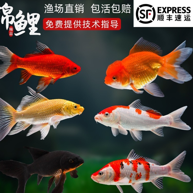 锦鲤鱼活鱼冷水淡水鱼苗观赏鱼金鱼小型好养耐活纯种红白三色顺丰