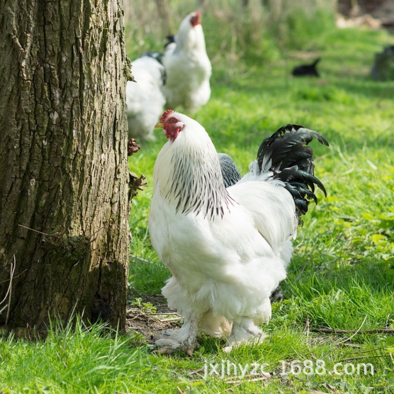 婆罗门种鸡价格观赏梵天鸡价格脱温鸡苗养殖行情婆罗门鸡种蛋出售