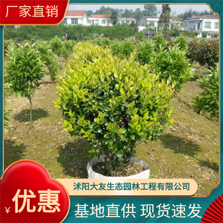 基地批发金森女贞球 女贞球 风景金森女贞树 园林绿化金森女贞球