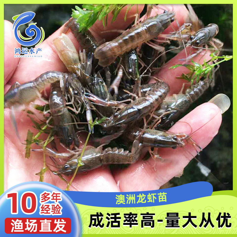 易成活澳洲龙虾苗澳龙虾苗淡水养殖水产鲜活蓝色小龙虾-阿里巴巴