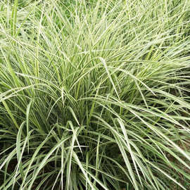 水生植物 花叶芒 细叶芒 须芒草 画眉草 基地大量 网红景区绿化