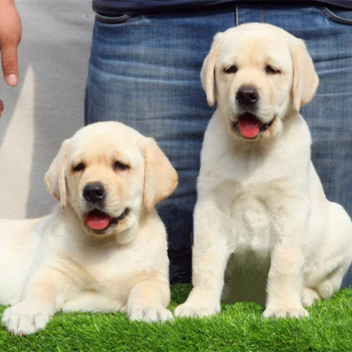 纯种拉布拉多幼犬导盲犬活体拉布拉多巡回猎犬家养神犬小七宠物狗