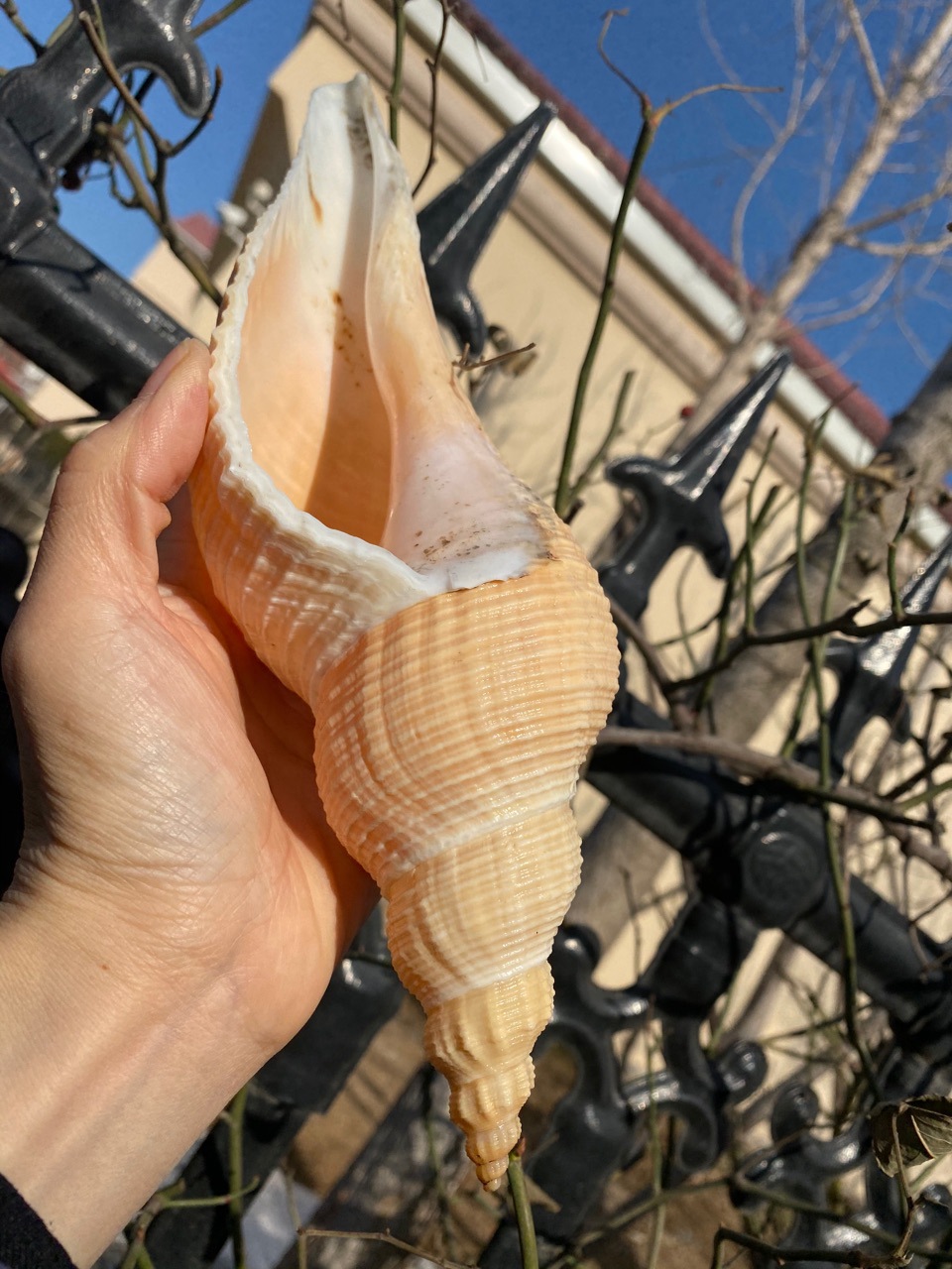 2030厘米黄色长香螺右旋海螺供奉海螺长旋螺可做螺号天然海螺