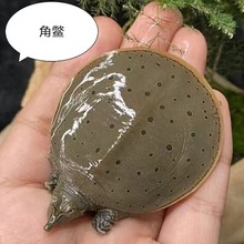 观赏甲鱼珍珠鳖小鳖苗宠物角鳖苗乌龟活体鱼缸混养淡水黄金深水龟