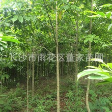 批发地经5公分的乐昌含笑 小规格景叶柏兰 造林苗 苗圃有货