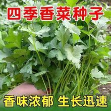 四季大叶香菜种子香菜籽春夏耐热耐寒耐抽苔芫荽种子阳台盆栽蔬菜