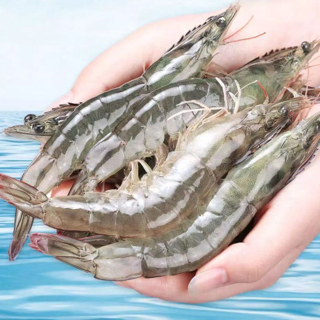 潮洲饶平基围虾shrimp海水养殖对虾海鲜水产鲜活青虾南美白虾冻虾