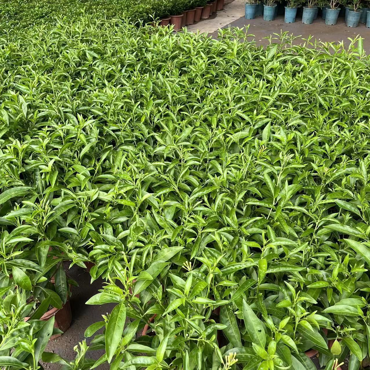 夜来香花树苗盆栽植物四季好养易活开花植物花卉独杆老桩阳台庭院