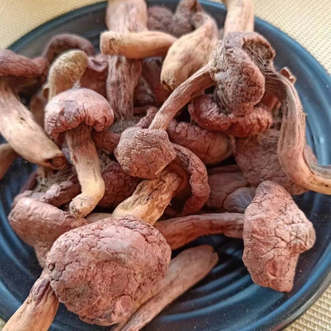 东北红蘑 长白山野生红蘑 红松伞 肉蘑菇 野生松树蘑菇 干货