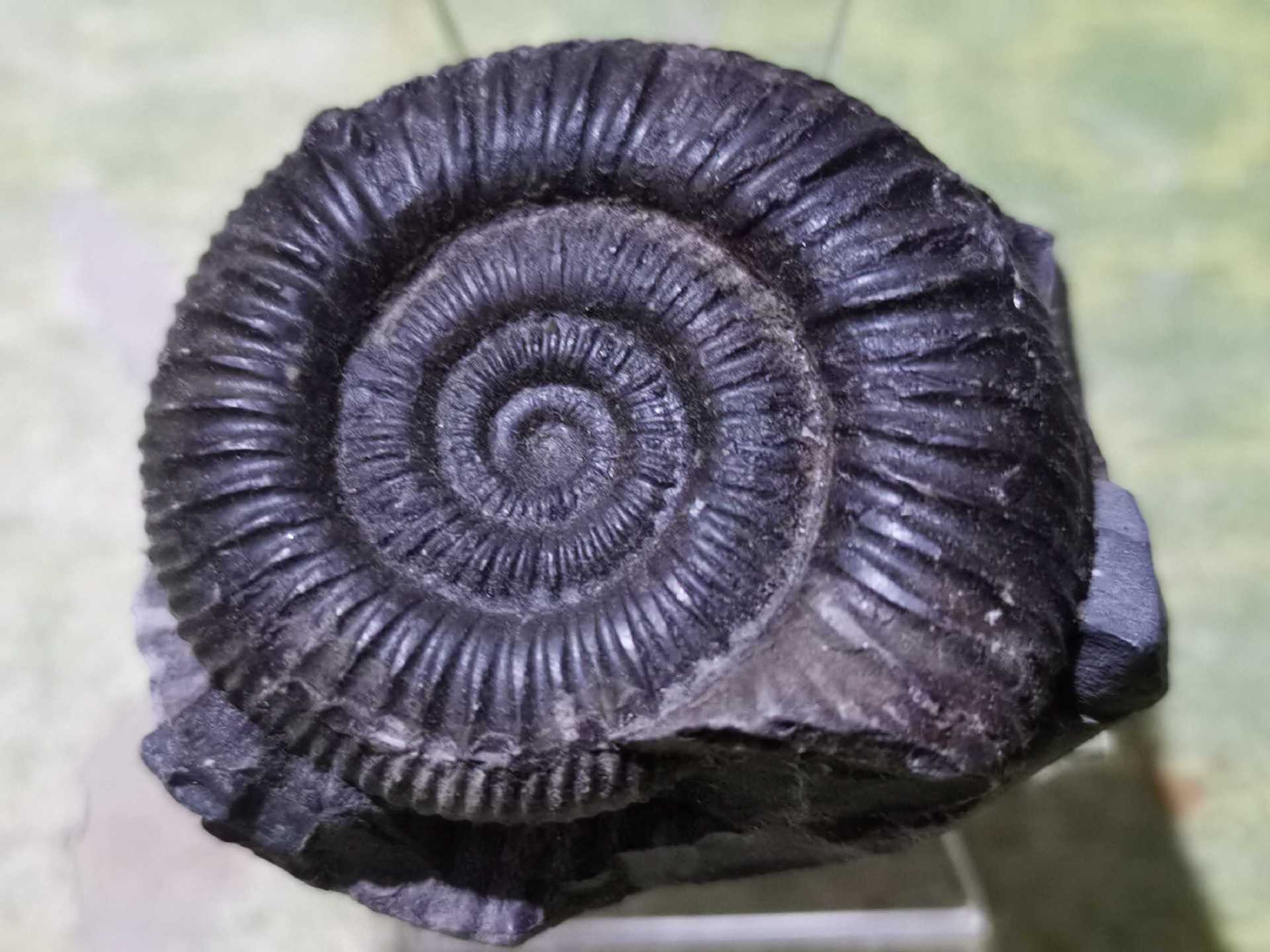 恐龙化石标本真菊石古生物化石原石奇石收藏品教学科普石标本道具