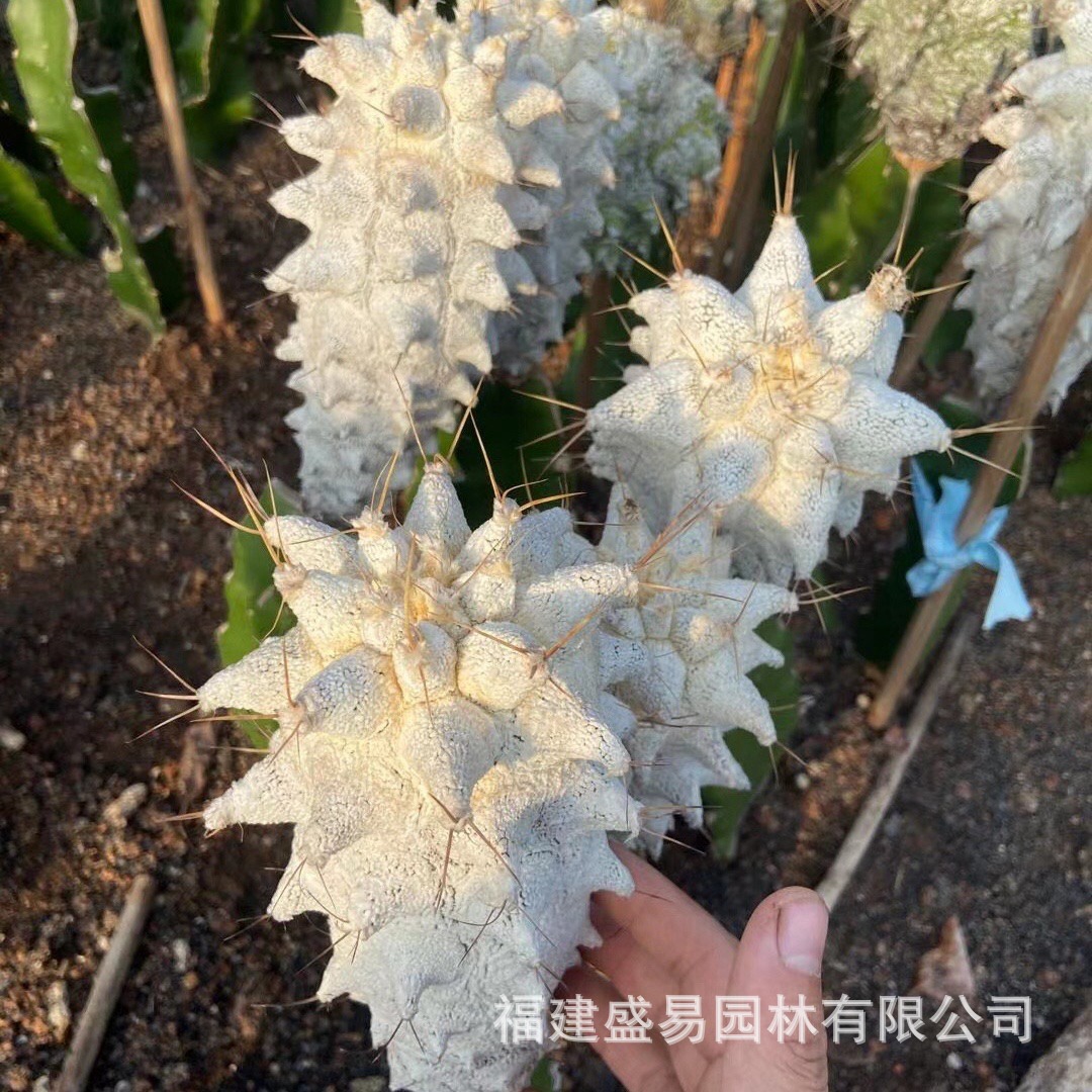 睡布袋新天地仙人柱青衣柱双头大凤龙吉祥冠锦银叶白角麒麟巨鹫玉
