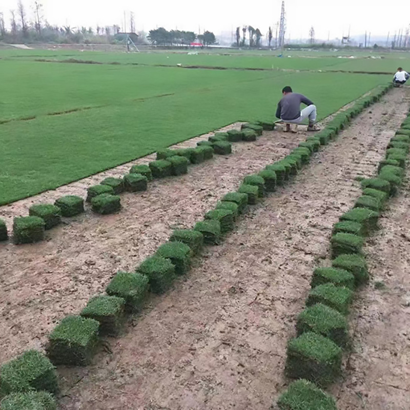 基地直发四季青草坪 工程绿化百慕大剪股颖马尼拉草皮 量大优惠