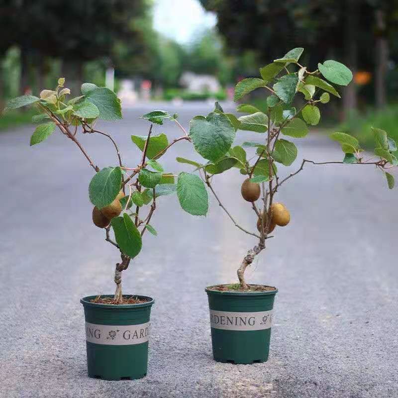 软枣猕猴桃苗果树苗盆栽地栽南北方种植红心黄心奇异果苗嫁接结果