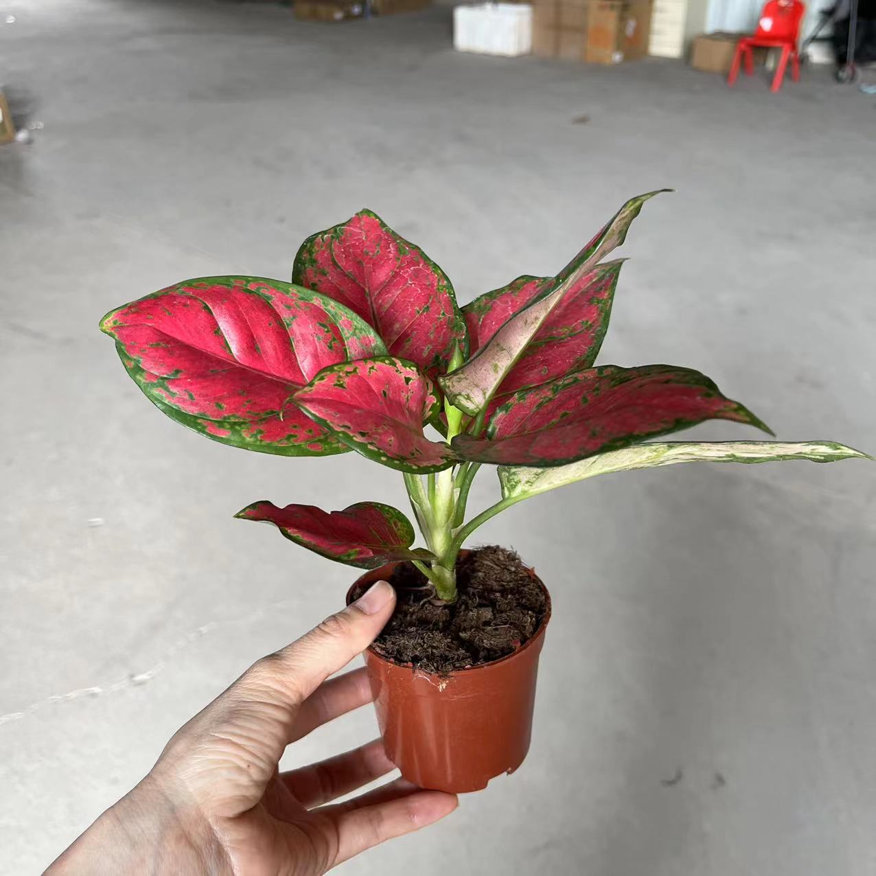 批发 室内净化空气花卉观叶植物 粗肋草盆栽 吉祥如意 90#红颜