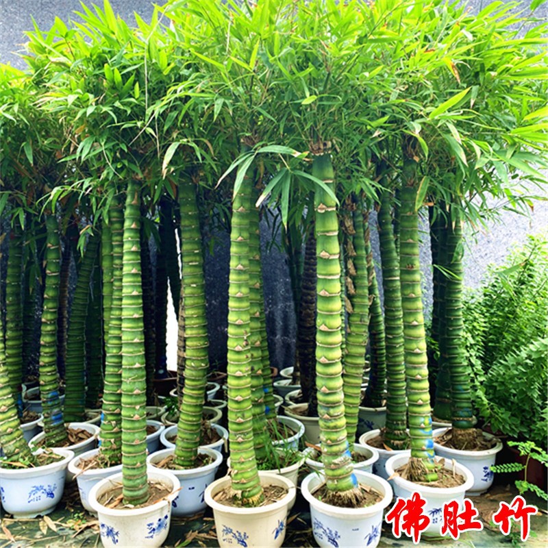 大型盆栽绿植办公室内客厅庭院植物罗汉竹佛肚竹盆景 佛肚竹大苗